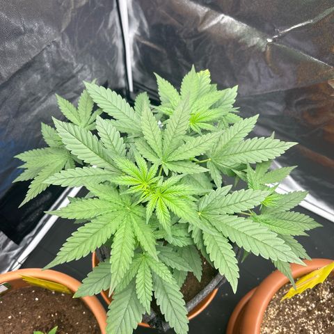 Banana Purple Punch Auto growlog timeline photo