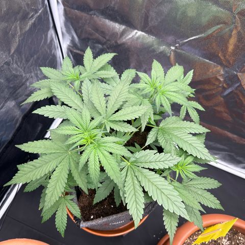 Banana Purple Punch Auto growlog timeline photo