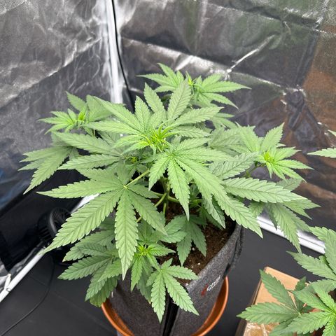 Banana Purple Punch Auto growlog timeline photo
