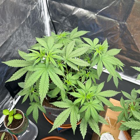 Banana Purple Punch Auto growlog timeline photo