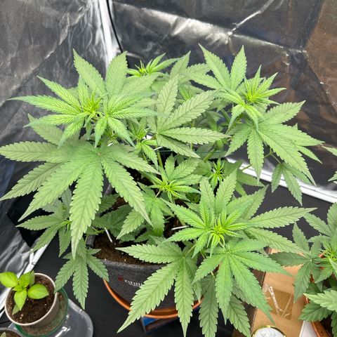 Banana Purple Punch Auto growlog timeline photo