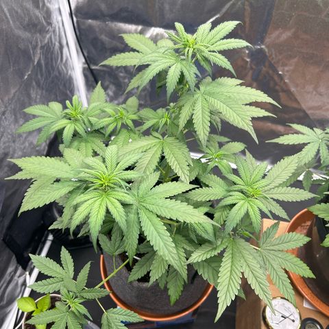 Banana Purple Punch Auto growlog timeline photo
