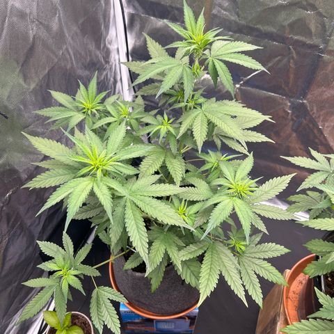 Banana Purple Punch Auto growlog timeline photo