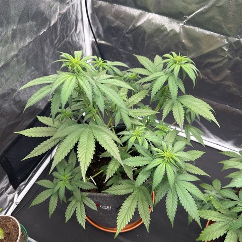 Banana Purple Punch Auto growlog timeline photo