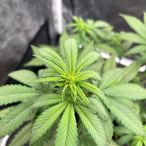 Banana Purple Punch Auto growlog timeline photo