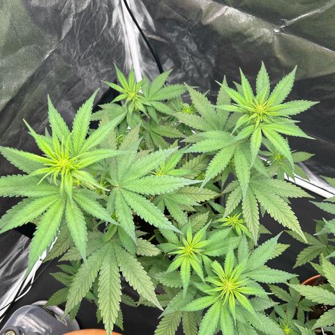 Banana Purple Punch Auto growlog timeline photo