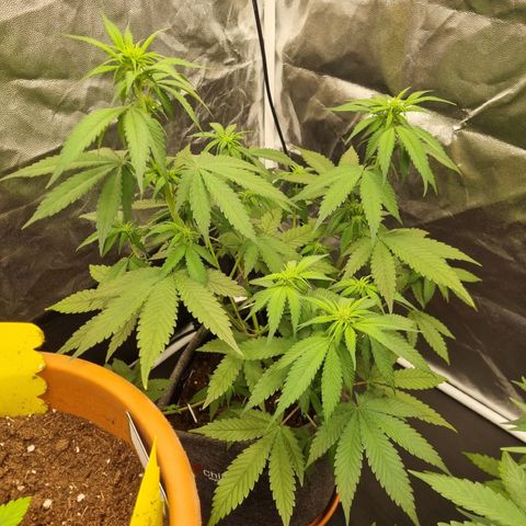Banana Purple Punch Auto growlog timeline photo
