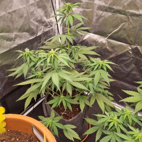 Banana Purple Punch Auto growlog timeline photo