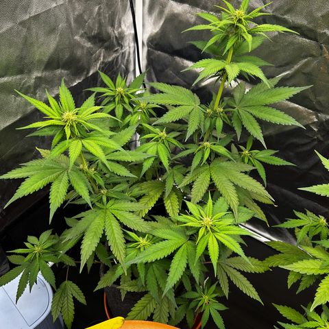 Banana Purple Punch Auto growlog timeline photo