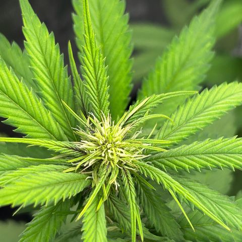 Banana Purple Punch Auto growlog timeline photo