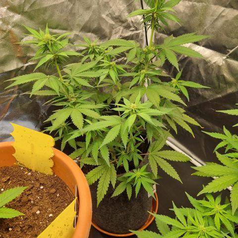 Banana Purple Punch Auto growlog timeline photo