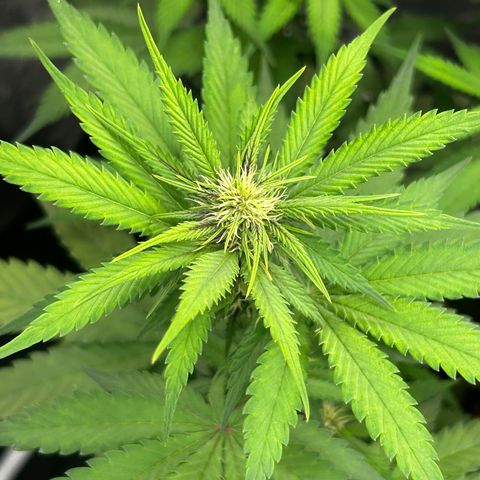 Banana Purple Punch Auto growlog timeline photo