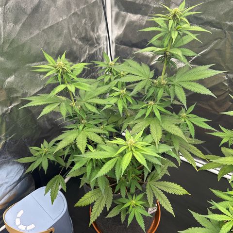 Banana Purple Punch Auto growlog timeline photo