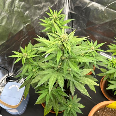 Banana Purple Punch Auto growlog timeline photo