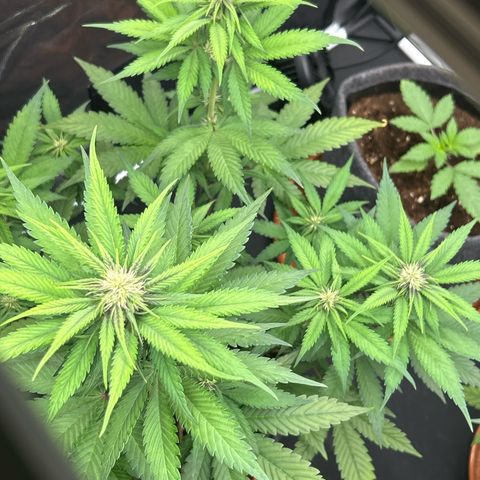 Banana Purple Punch Auto growlog timeline photo