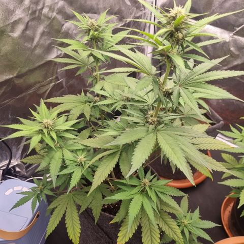 Banana Purple Punch Auto growlog timeline photo