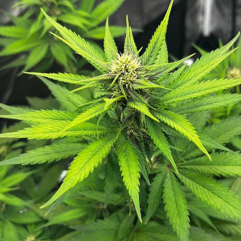 Banana Purple Punch Auto growlog timeline photo