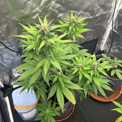 Banana Purple Punch Auto growlog timeline photo