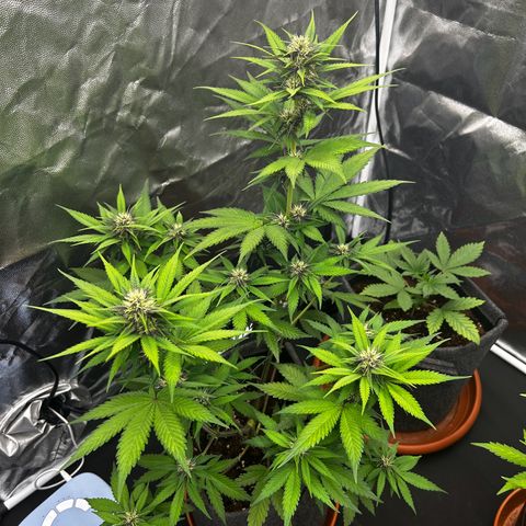 Banana Purple Punch Auto growlog timeline photo