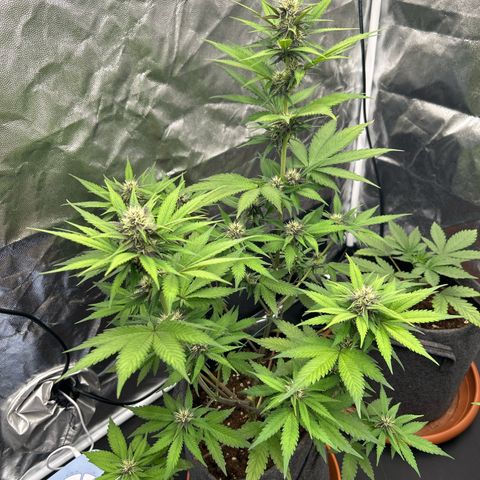 Banana Purple Punch Auto growlog timeline photo