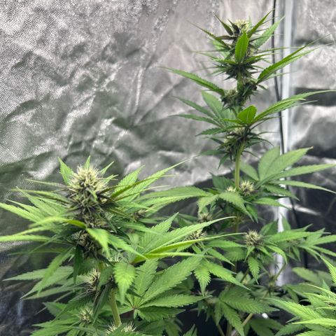Banana Purple Punch Auto growlog timeline photo