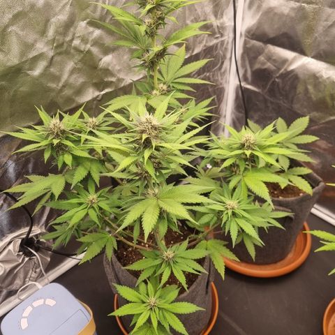 Banana Purple Punch Auto growlog timeline photo