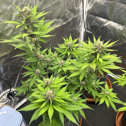 Banana Purple Punch Auto growlog timeline photo