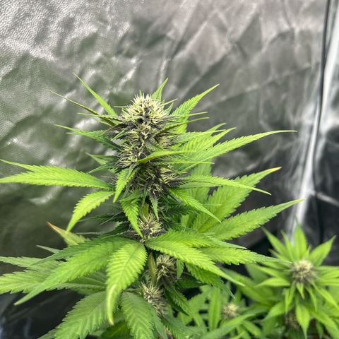 Banana Purple Punch Auto growlog timeline photo