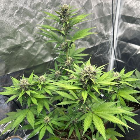 Banana Purple Punch Auto growlog timeline photo