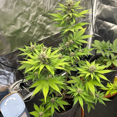 Banana Purple Punch Auto growlog timeline photo