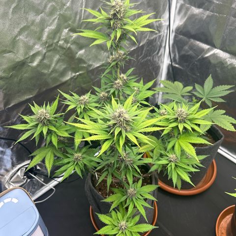 Banana Purple Punch Auto growlog timeline photo