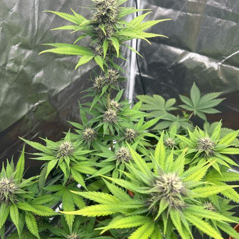 Banana Purple Punch Auto growlog timeline photo