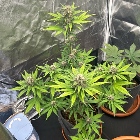 Banana Purple Punch Auto growlog timeline photo