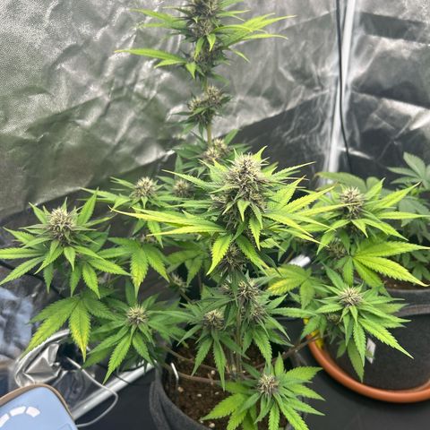 Banana Purple Punch Auto growlog timeline photo