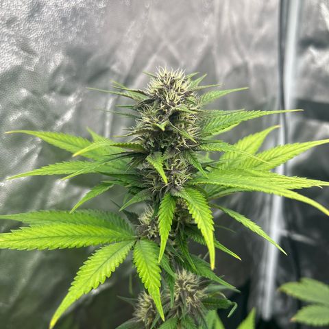 Banana Purple Punch Auto growlog timeline photo