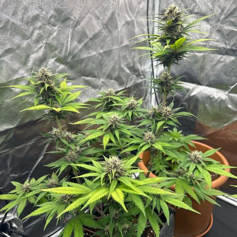 Banana Purple Punch Auto growlog timeline photo