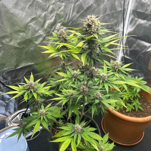 Banana Purple Punch Auto growlog timeline photo