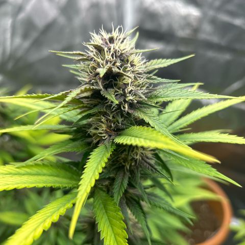 Banana Purple Punch Auto growlog timeline photo
