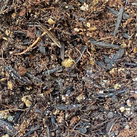 Amnesia Dentista growlog photo: Passei da agua pra terra