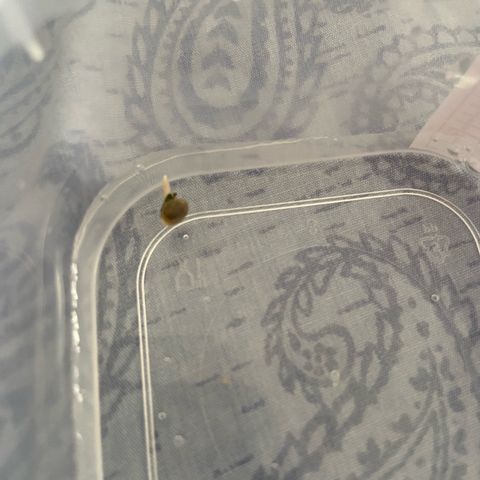 Amnesia Dentista growlog photo: Semente germinada
