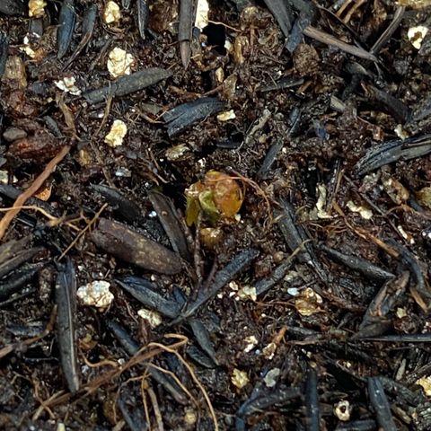 Amnesia Dentista growlog photo: Comecando a sair da terra