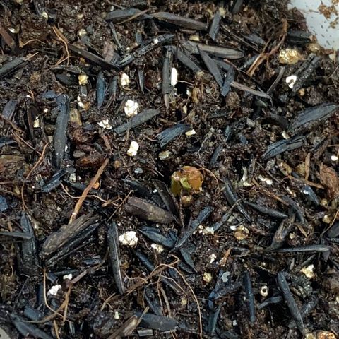 Amnesia Dentista growlog photo: Comecando a sair da terra