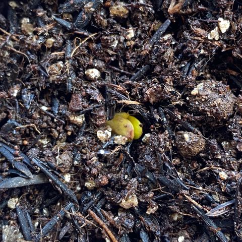 Amnesia Dentista growlog photo: Primeiro dia mostrando os cotiledones