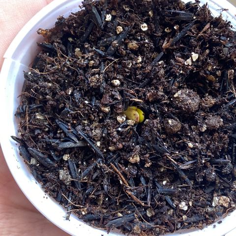 Amnesia Dentista growlog photo: Primeiro dia mostrando os cotiledones