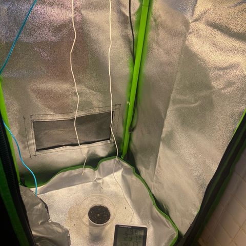 Amnesia Dentista growlog photo: Primeiro contato com a luz
