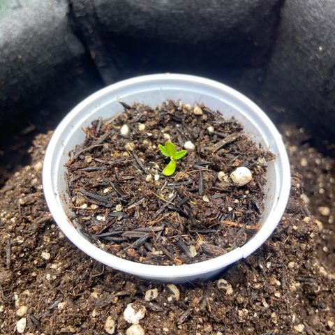 Amnesia Dentista growlog timeline photo