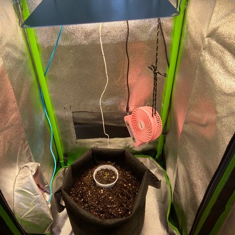 Amnesia Dentista growlog timeline photo