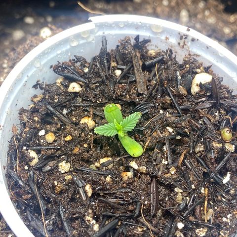 Amnesia Dentista growlog photo: Inicio da rega com flowermind como enraizador