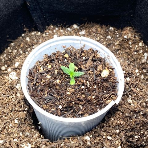 Amnesia Dentista growlog timeline photo