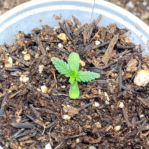 Amnesia Dentista growlog timeline photo